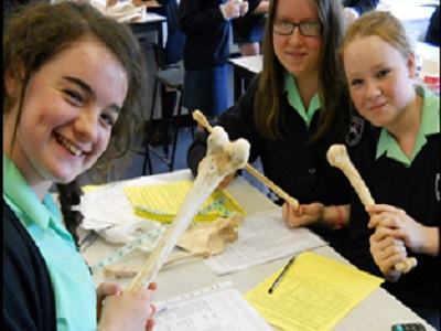 KS3 Students Analysing Bones in Body in the Box Workshop 