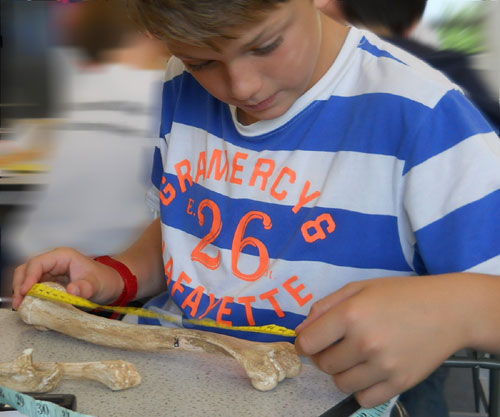 A student measures a human bone in the school transition day called Body in the Box - from Thinkers in Education